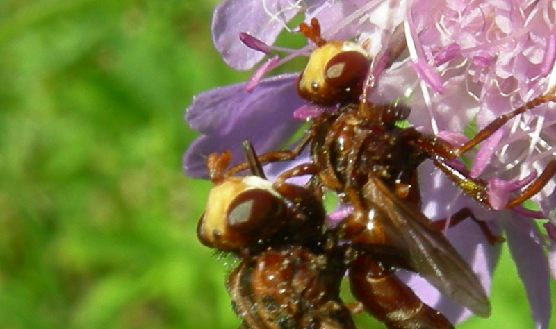 accoppiamento di Sicus sp.